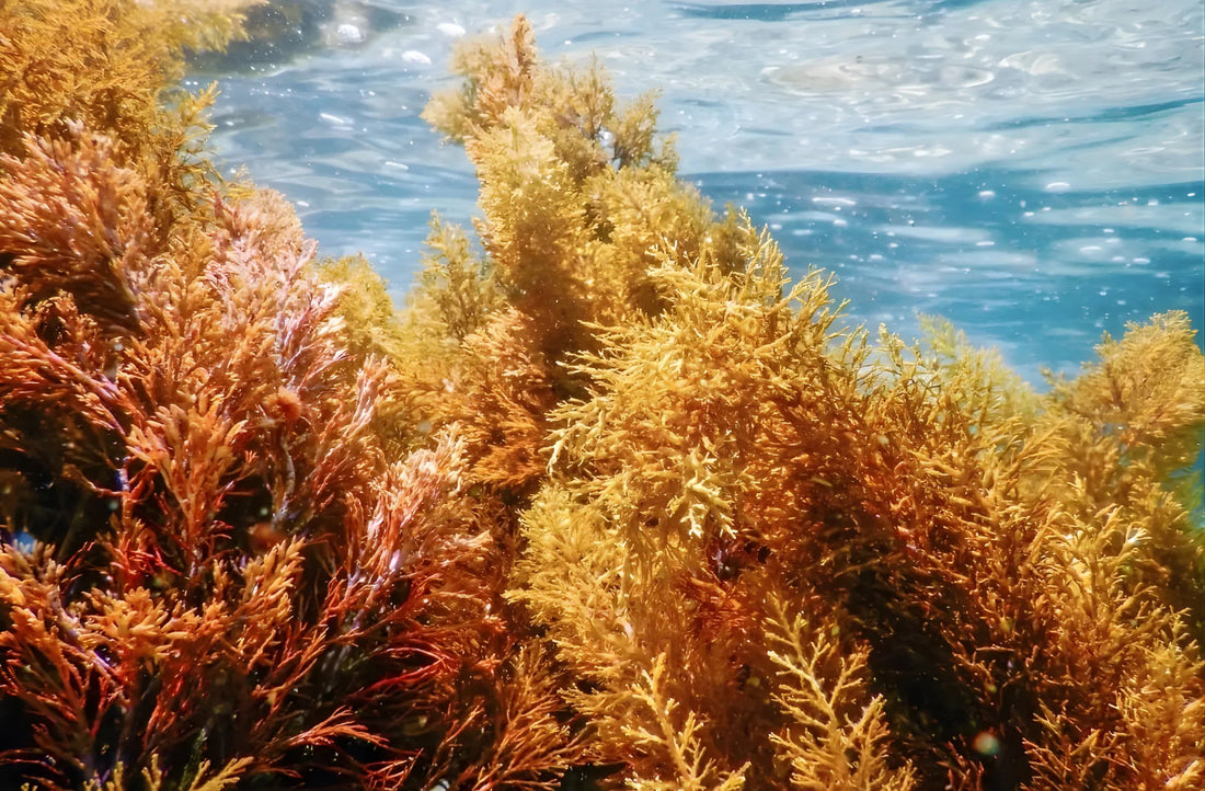 Collagen, understanding its types and sources can make a BIG difference